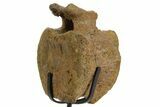Hadrosaur (Edmontosaurus) Caudal Vertebra w/ Stand - Wyoming #377732-2